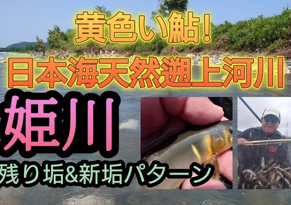 黄色い鮎!!日本海天然遡上河川。姫川。