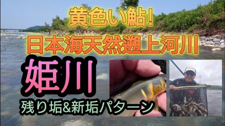 黄色い鮎!!日本海天然遡上河川。姫川。