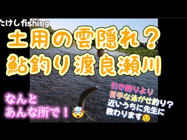【鮎釣り】渡良瀬川あんな所に鮎が🤯土用の雲隠れ？🧐先生助けて🆘😱‼️勉強不足😵