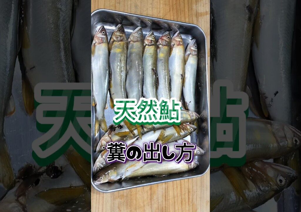 天然鮎の排泄物を取る方法、鮎の塩焼き #鮎 #アユ釣り #アユの塩焼き