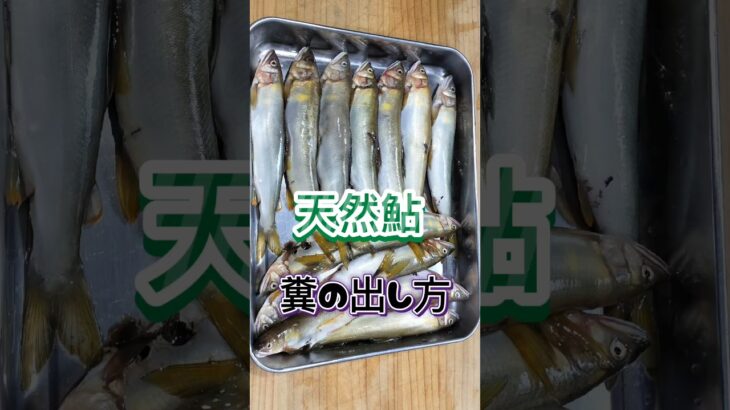 天然鮎の排泄物を取る方法、鮎の塩焼き #鮎 #アユ釣り #アユの塩焼き