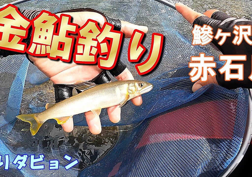 【青森 鮎釣り】金鮎が釣りたい