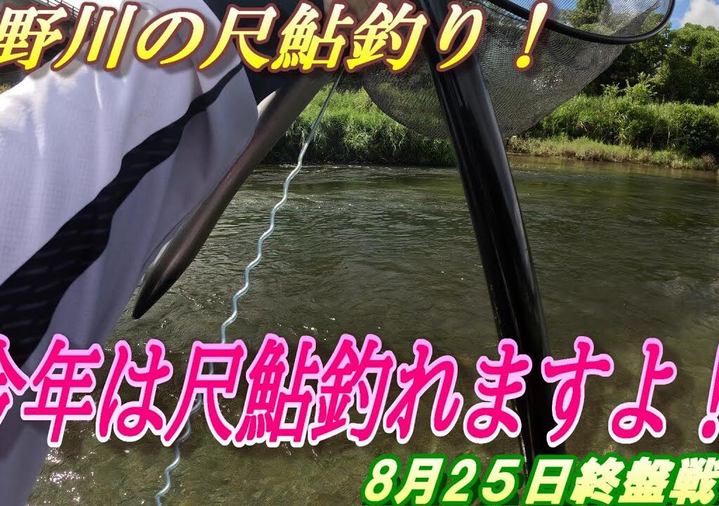【吉野川の尺鮎チャレンジ】今年初尺鮎釣れますよ！＃アユ釣り＃吉野川＃尺鮎