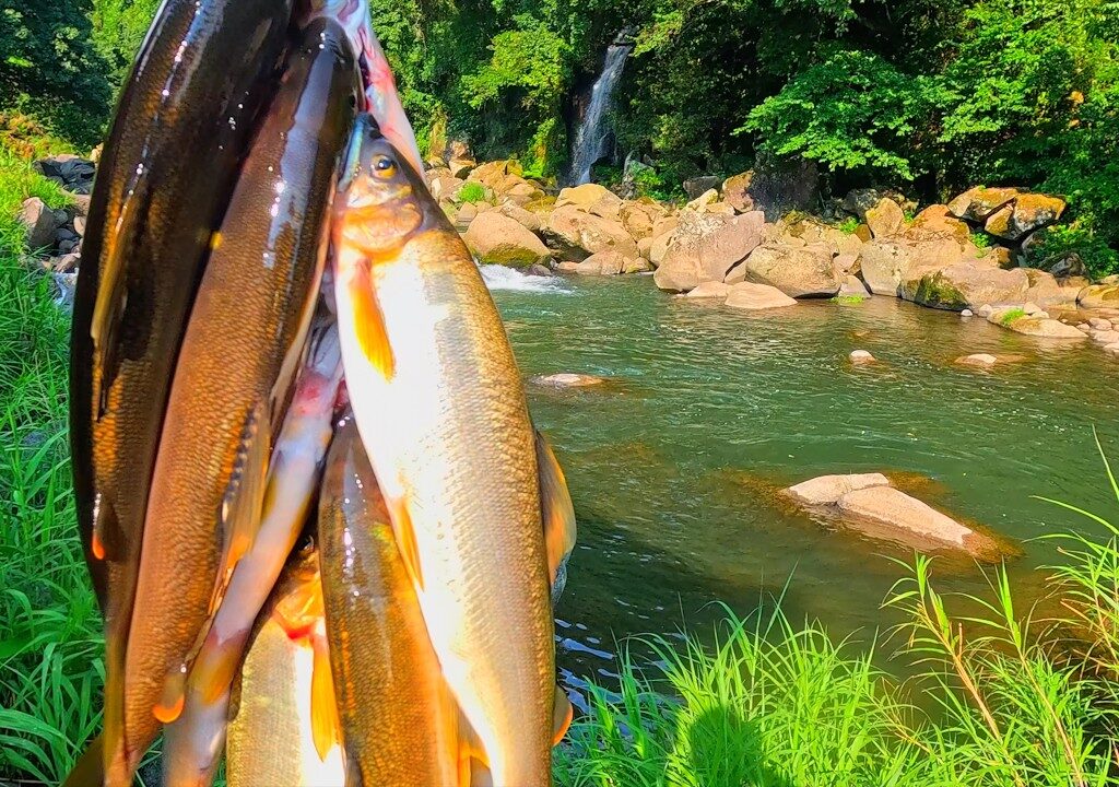 巨大鮎と刺網〜人が入らない急流の魚影がすごかった〜