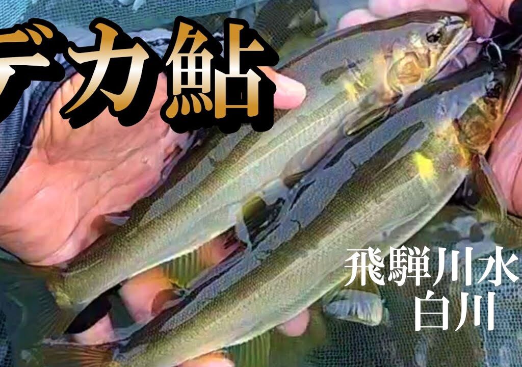 鮎釣り　大物狙いが面白い／飛騨川水系白川