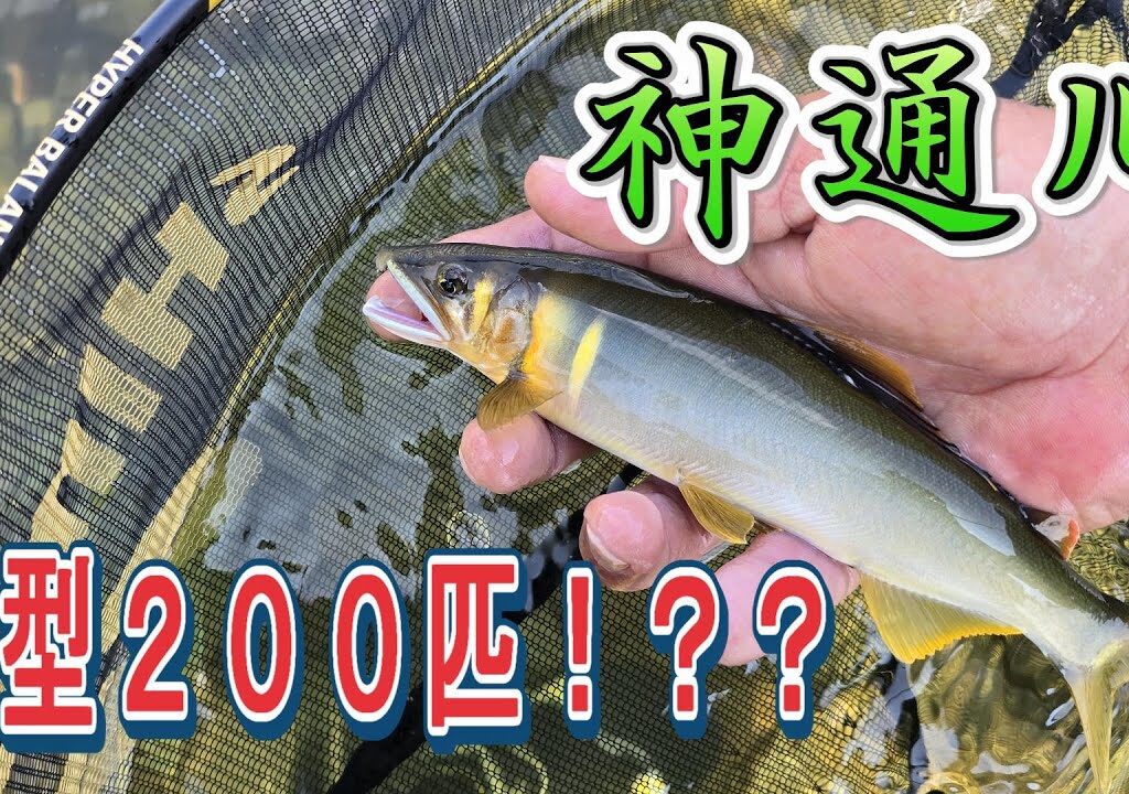 【神通川　４日間の旅】良型アユを２００匹揃えれるのか・・・？　鮎釣り