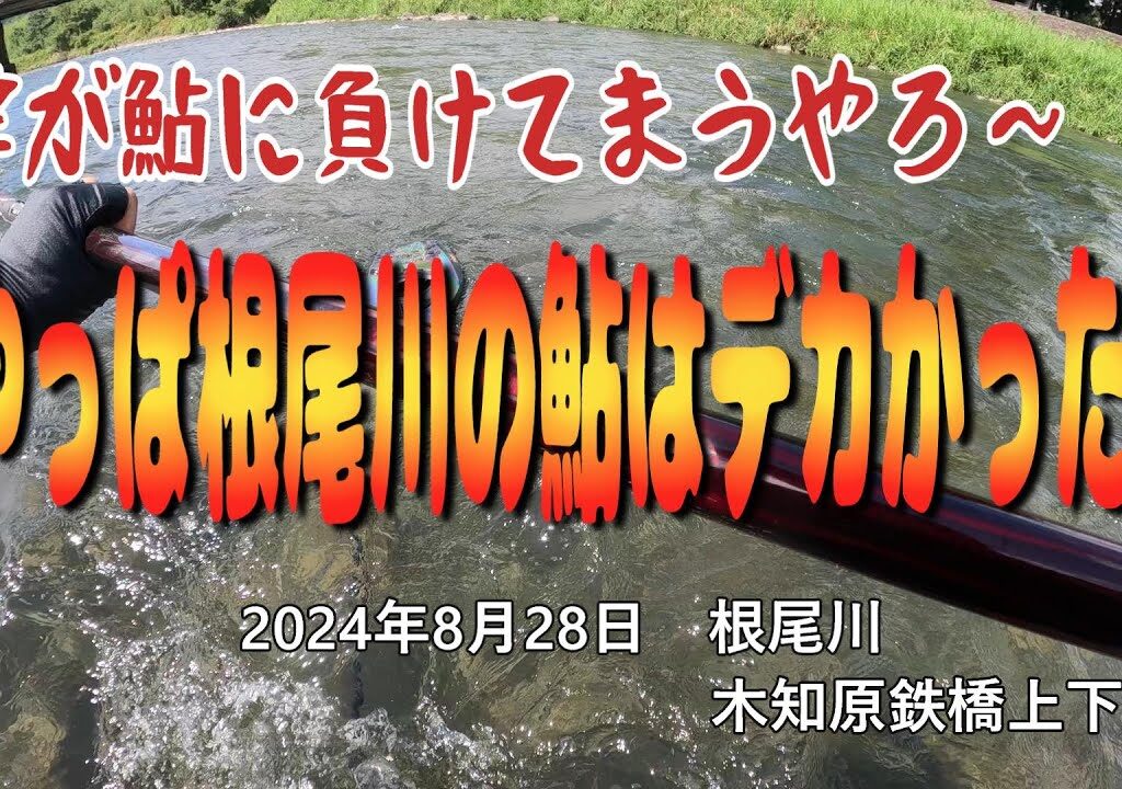 竿が鮎に負けてまうやろ～　やっぱ根尾川の鮎はデカかった！
