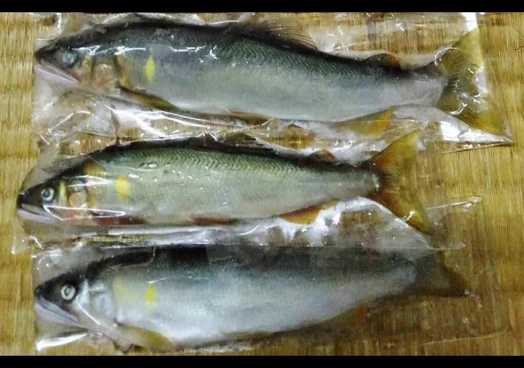 小河川の鮎釣り