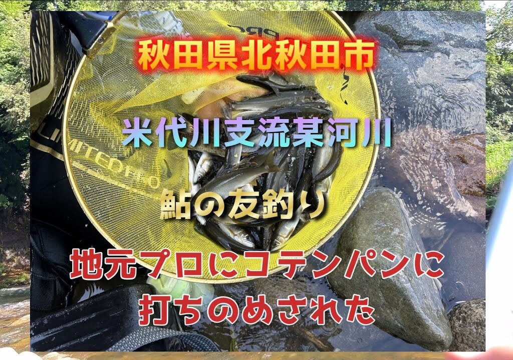 秋田県北秋田市　米代川某支流　きれいな鮎が釣れます！