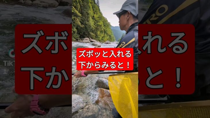 密着友釣り無双　ズボッと入れる下から！#鮎釣り#友釣り#友釣り無双#小澤剛