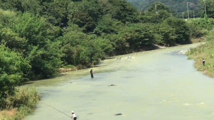 速報❗️鮎釣り人情報❗️放流による濁り水ですが台風10号以降初、今日のウォッチで2カ所で釣り人発見❗️相模川水系小倉橋と中津川水系ハ菅橋