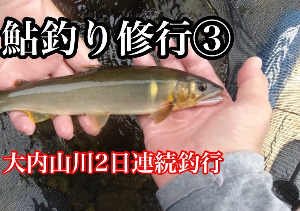 【鮎釣り】大内山川で2日連続釣行！