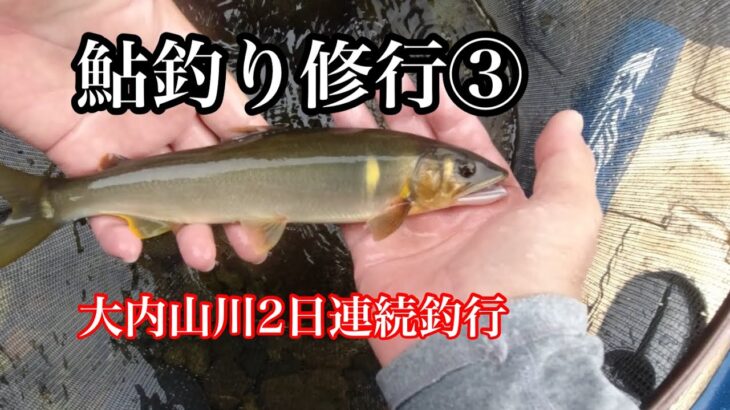 【鮎釣り】大内山川で2日連続釣行！