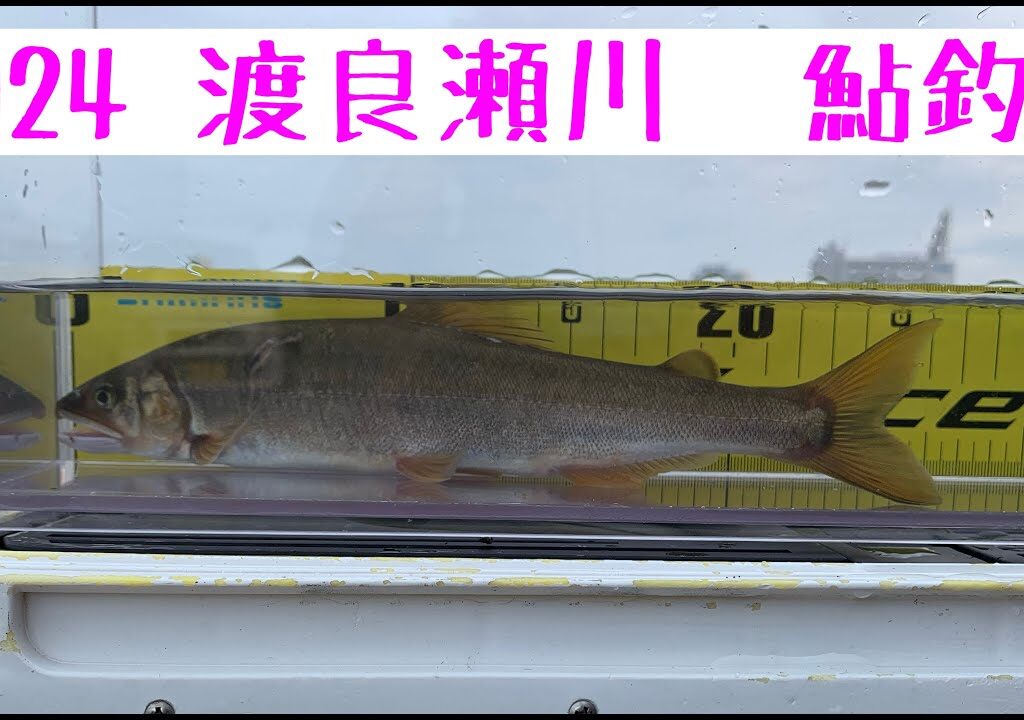 2024 渡良瀬川　鮎釣り