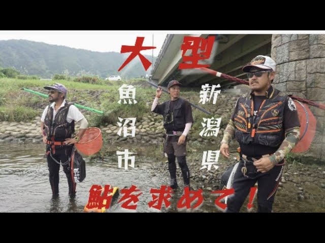 魚野川鮎の友釣り！！2024（新潟県魚沼市）