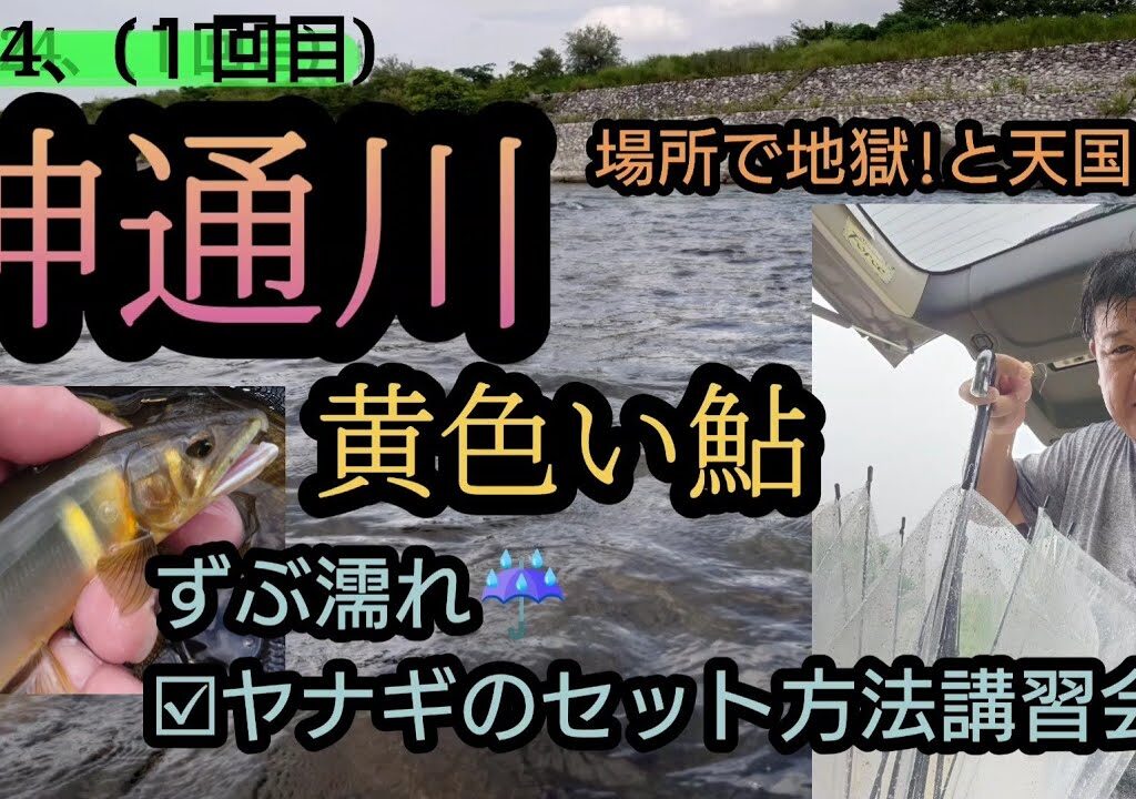 神通川。黄色い鮎!!場所間違いは、、、ヤナギのセット講習会。(2024年１回目)