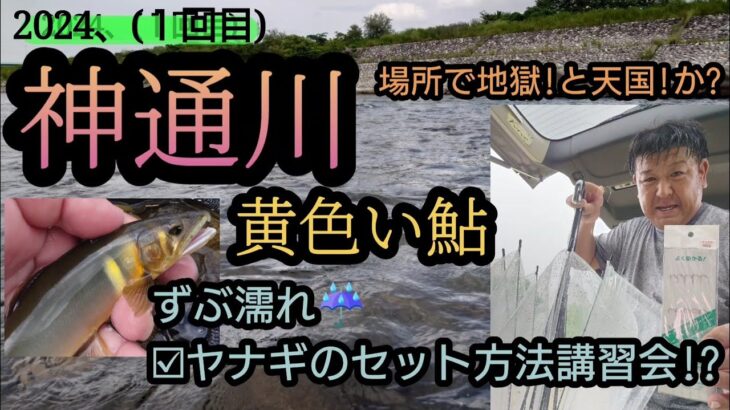 神通川。黄色い鮎!!場所間違いは、、、ヤナギのセット講習会。(2024年１回目)