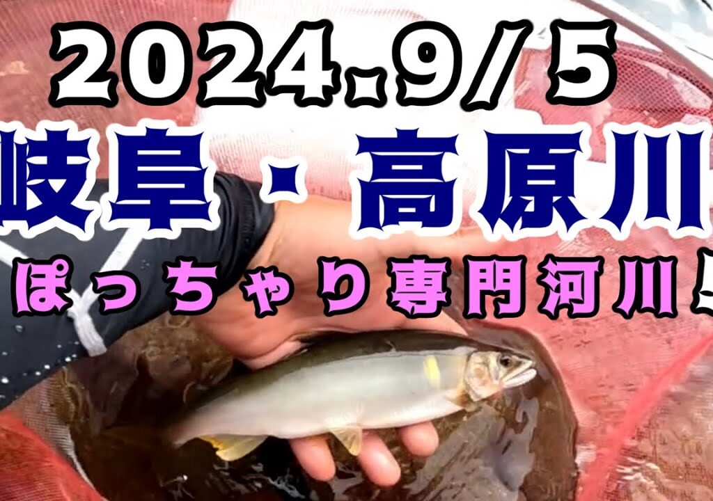 2024高原川鮎釣り　ぽっちゃり専門河川！？
