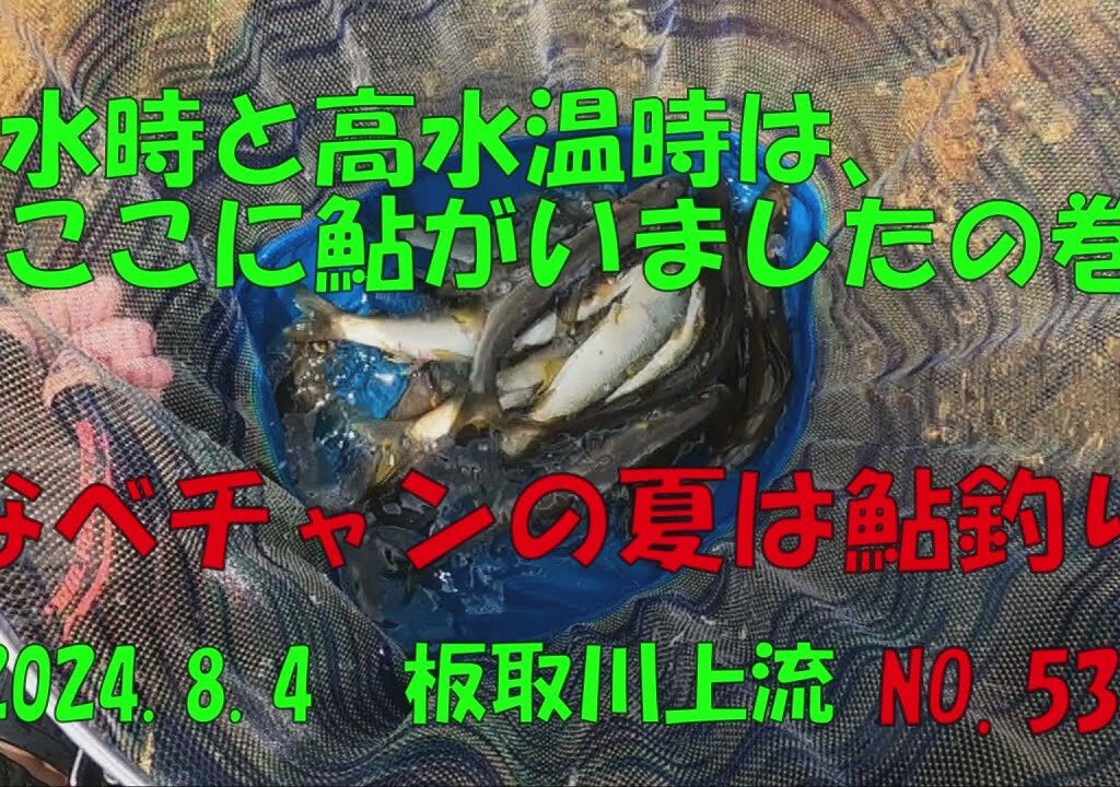【鮎釣り】渇水時と高水温時は、ここに鮎がいましたの巻‼　なべチャンの夏は鮎釣り　2024 8 4　板取川上流