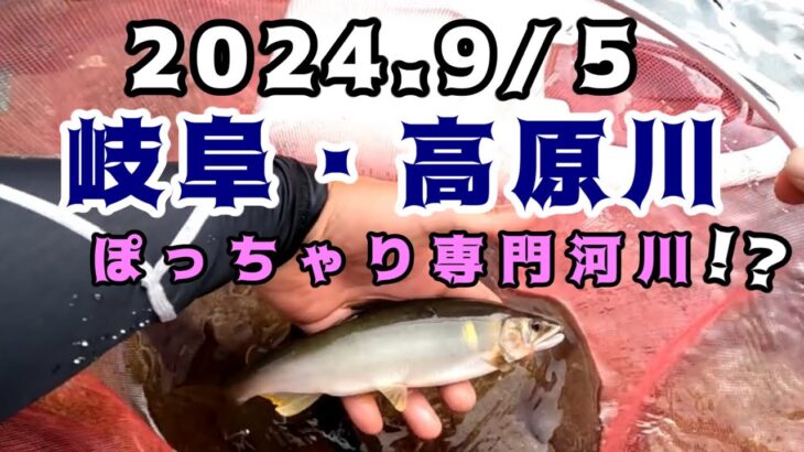 2024高原川鮎釣り　ぽっちゃり専門河川！？
