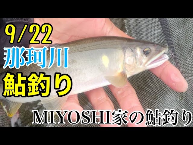 [鮎釣り2024]少しだけ鮎釣り今が最高⤴面白すぎる‼