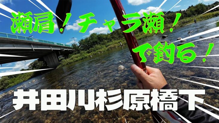 2024 9月13日 【井田川 杉原橋下】瀬肩からのチャラ瀬で釣る！