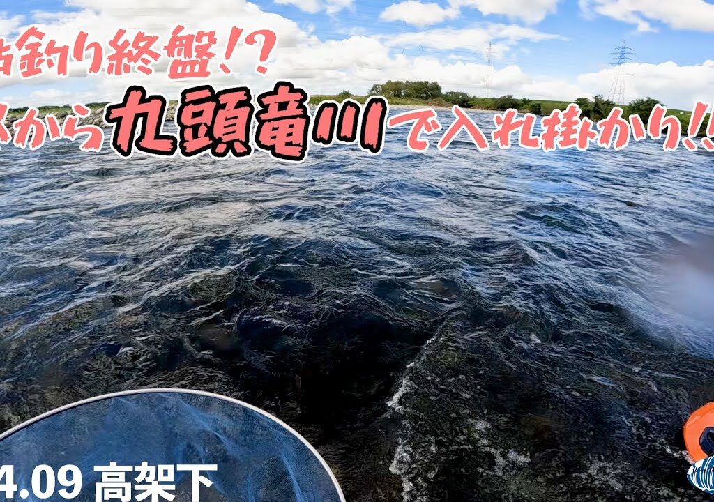 【鮎釣り】シーズン終盤！？昼から入川して入れ掛かり！【2024.09 九頭竜川】
