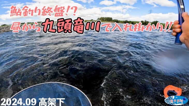 【鮎釣り】シーズン終盤！？昼から入川して入れ掛かり！【2024.09 九頭竜川】