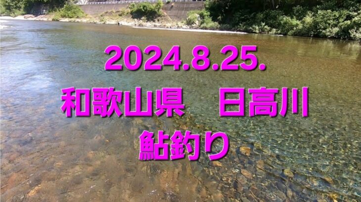 2024.8.25.和歌山県 日高川　鮎釣り　(ダム上流　福井地区、ダム下流　美山迂回川)