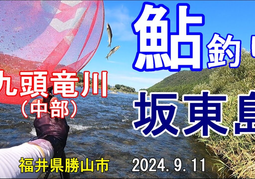 鮎釣り　九頭竜川（中部）坂東島　2024.9.11　福井県勝山市　Ayu fishing, Kuzuryu Riv. Bandojima, Katsuyama City, Fukui Pre.
