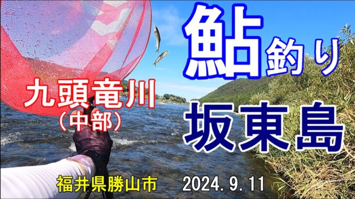 鮎釣り　九頭竜川（中部）坂東島　2024.9.11　福井県勝山市　Ayu fishing, Kuzuryu Riv. Bandojima, Katsuyama City, Fukui Pre.