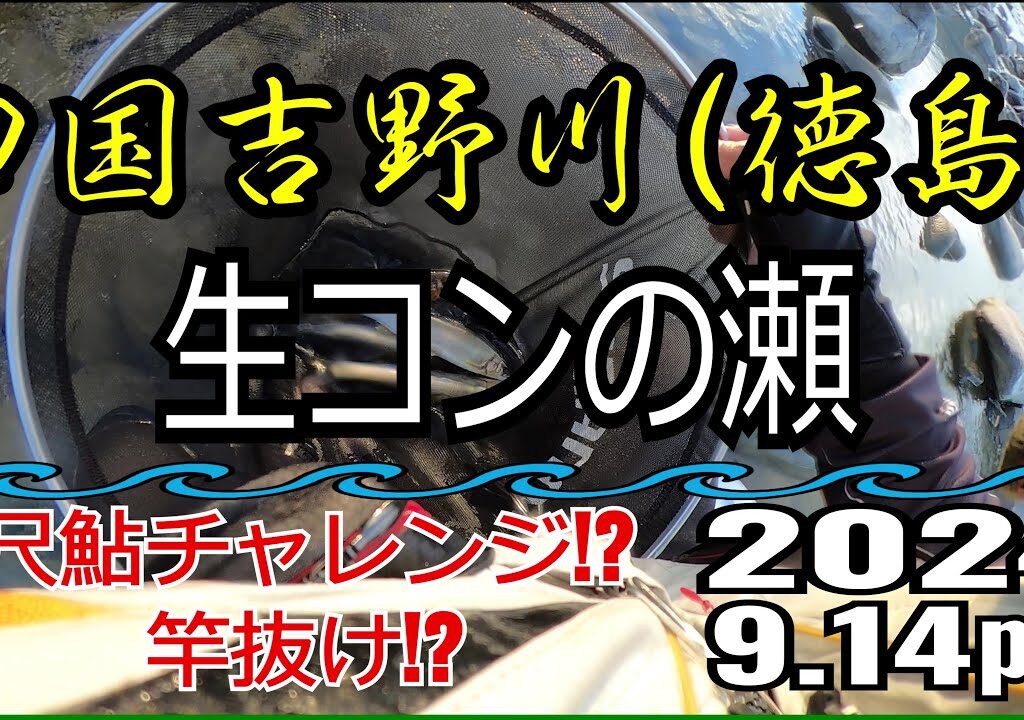 アユの友釣り 四国吉野川(徳島県) 生コンの瀬 2024.9.14pm