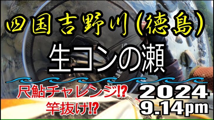 アユの友釣り 四国吉野川(徳島県) 生コンの瀬 2024.9.14pm
