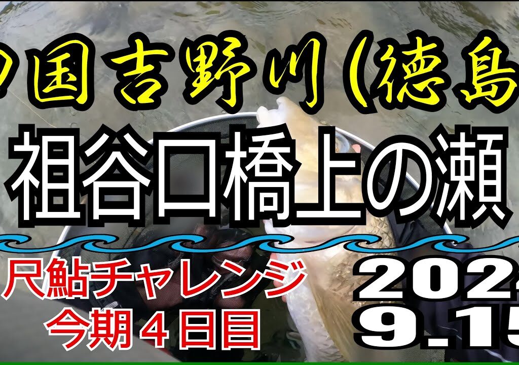 アユの友釣り 四国吉野川(徳島県) 祖谷口橋上の瀬 2024.9.15