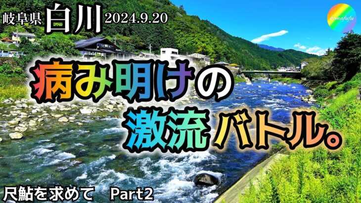 【鮎釣り】白川（岐阜県）｜2024.9.20（金）【友釣り】