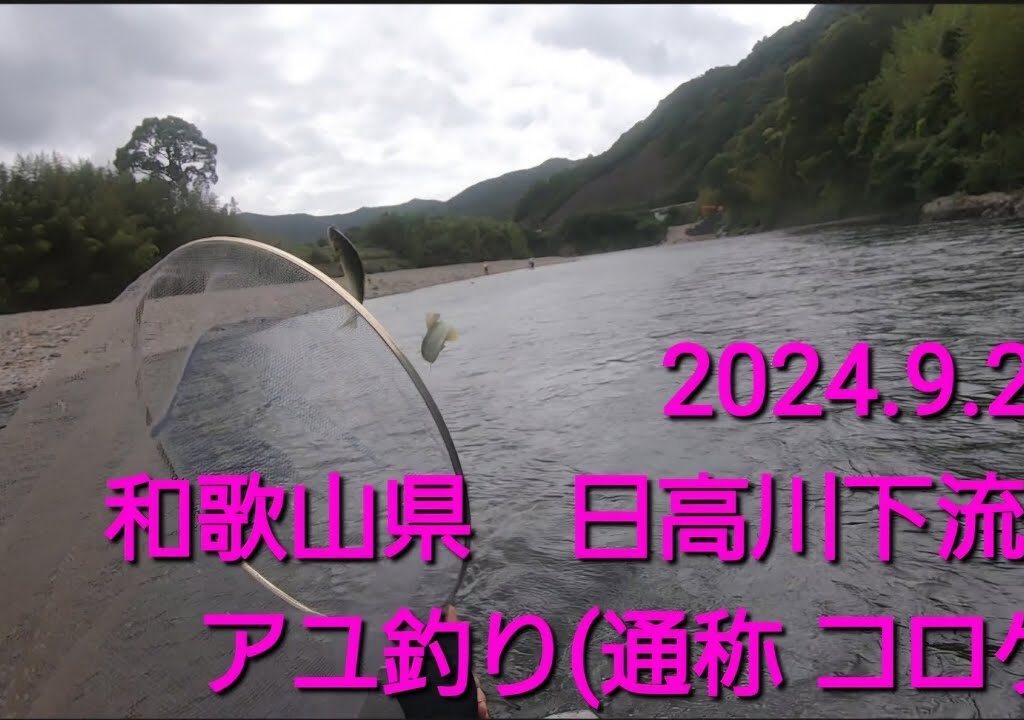 和歌山県　日高川下流域　アユ釣り(2024.9.20.) 海産盛期へ？