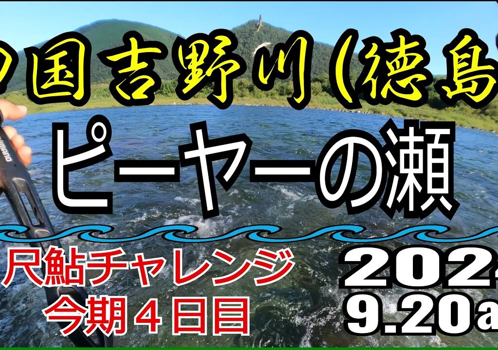 アユの友釣り 四国吉野川(徳島県) ピーヤーの瀬 2024.9.20am