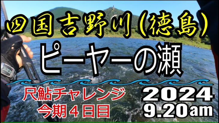 アユの友釣り 四国吉野川(徳島県) ピーヤーの瀬 2024.9.20am