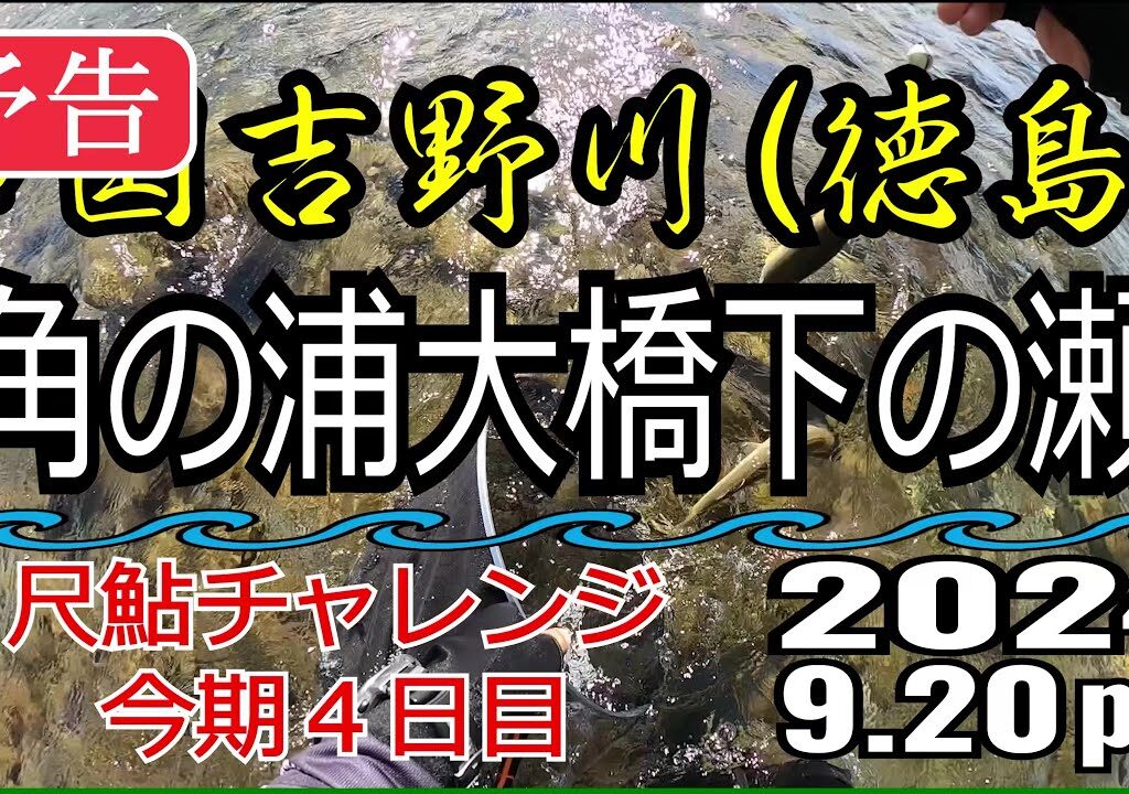 【予告】アユの友釣り 四国吉野川(徳島県) 角の浦大橋下の瀬 2024.9.20pm
