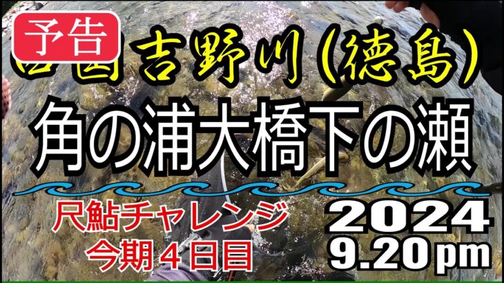 【予告】アユの友釣り 四国吉野川(徳島県) 角の浦大橋下の瀬 2024.9.20pm