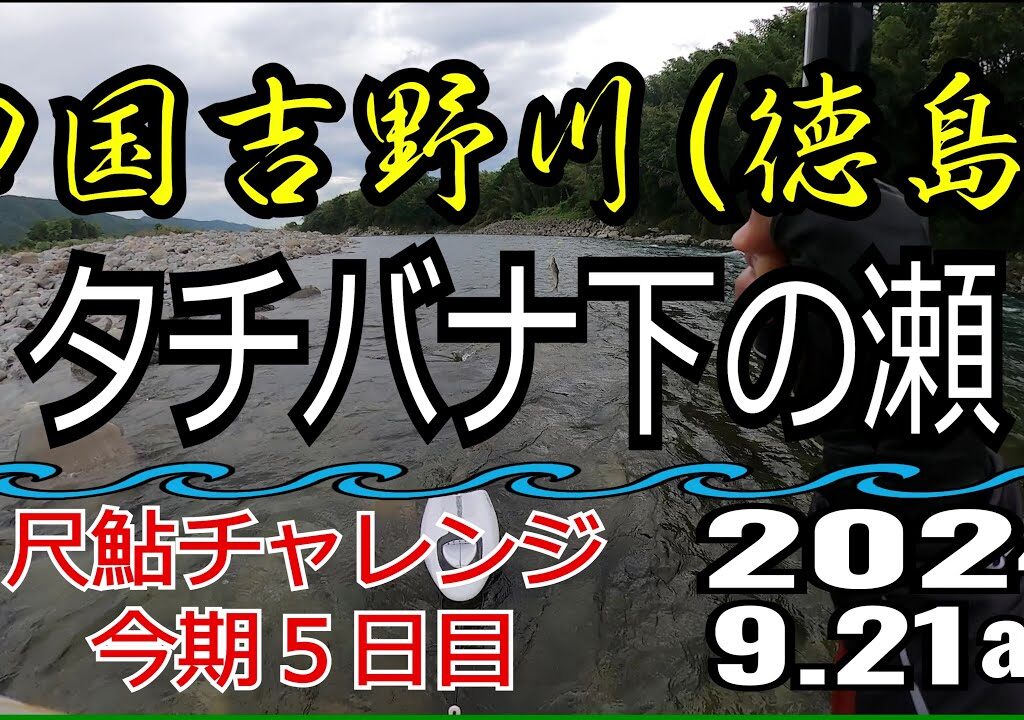 アユの友釣り 四国吉野川(徳島県) タチバナ下の瀬 2024.9.21am