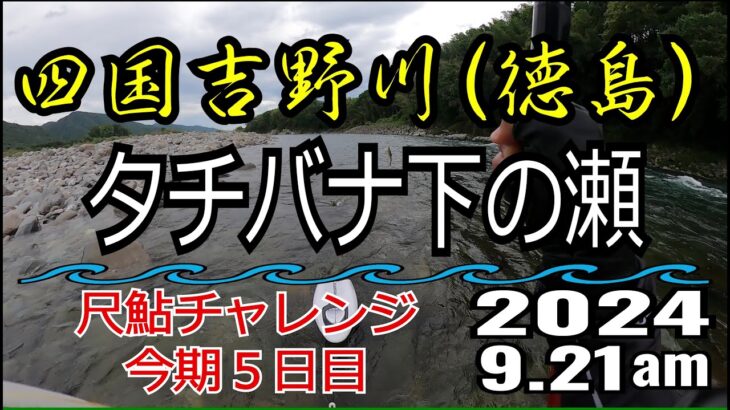 アユの友釣り 四国吉野川(徳島県) タチバナ下の瀬 2024.9.21am