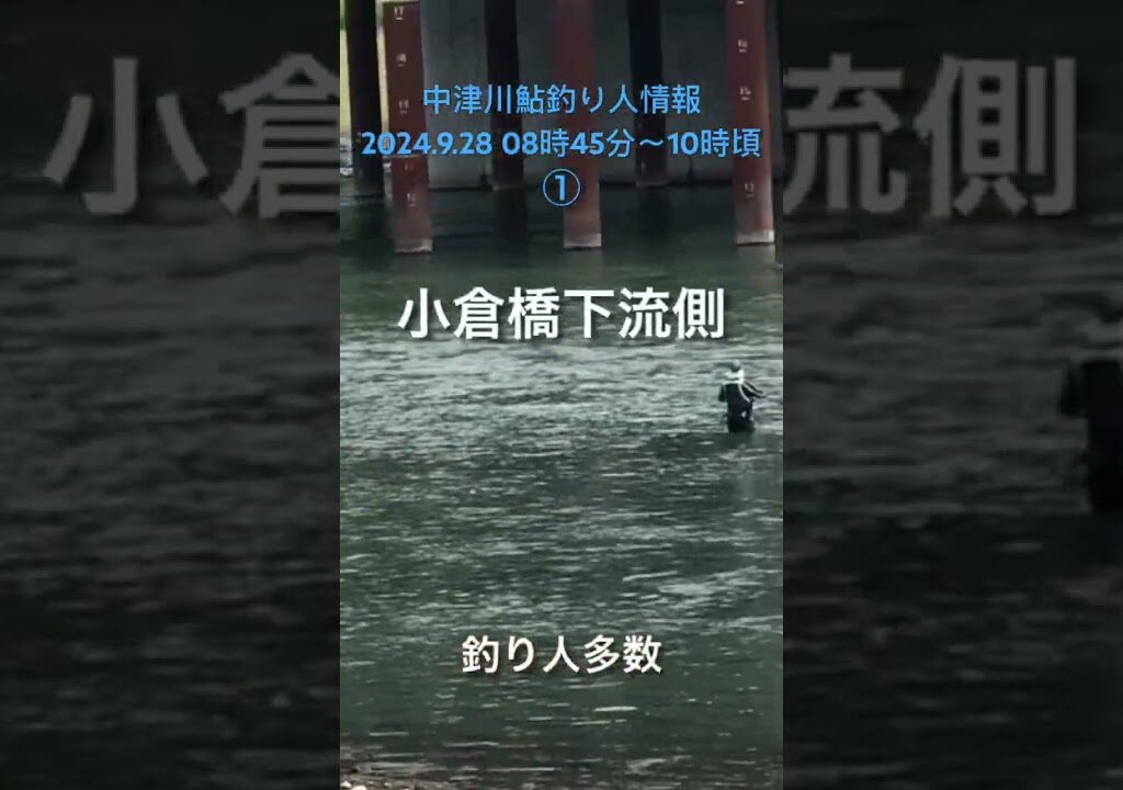 中津川鮎釣り人情報2024.9.28 08時45分〜10時頃　①