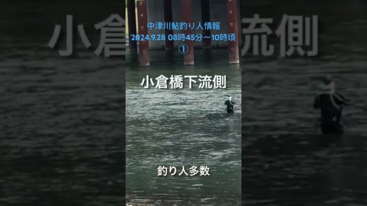 中津川鮎釣り人情報2024.9.28 08時45分〜10時頃　①