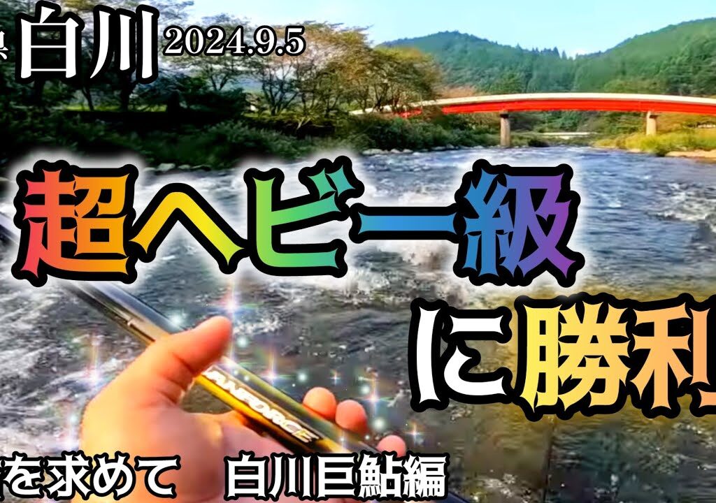 【鮎釣り】白川（岐阜県）｜2024.9.5（木）【友釣り】
