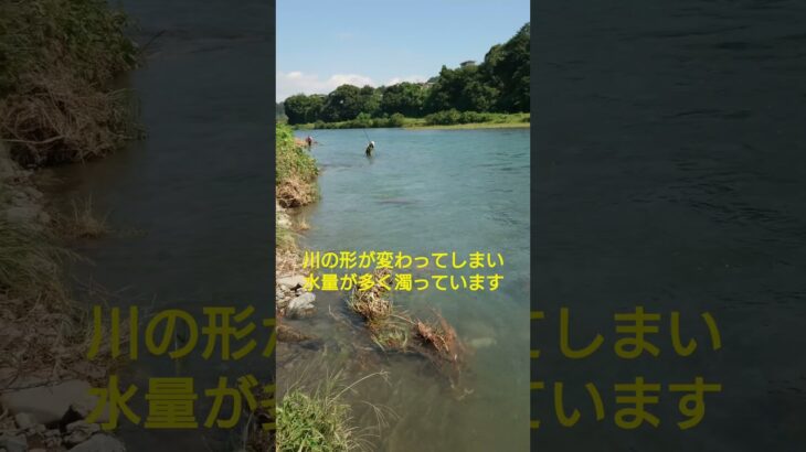 【鮎釣り】2024.9.6 桂川 松留 川の状況#shorts