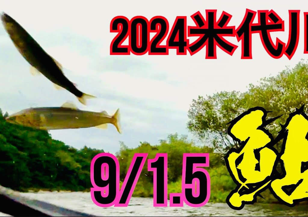 米代川で鮎釣り 2024.9/1.5 花輪エリア