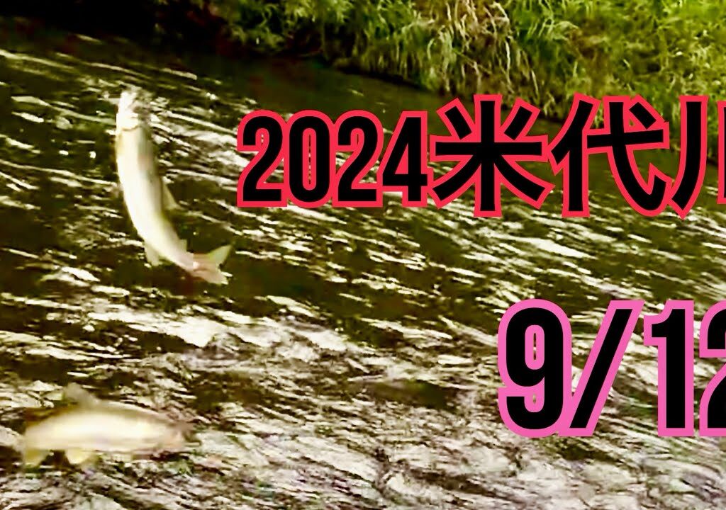 米代川で鮎釣り 2024.9/12