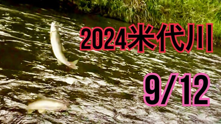 米代川で鮎釣り 2024.9/12