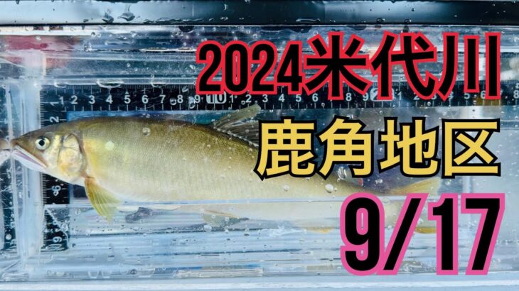 米代川で鮎釣り 2024.9/17 最終盤情報